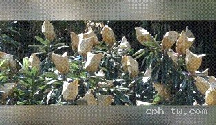 竹鹽枇杷乾&copy;萃品匯